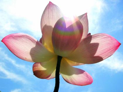 Workshops CranioSacral Yoga in Hamburg