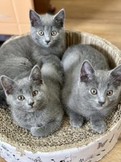 Chartreux / Kartäuser Kätzchen