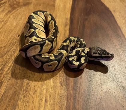 Königspython aus eigener Zucht, Jungtier, Python regius, Ballpython