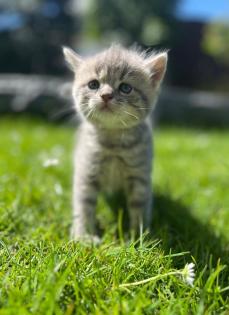 Wuschelweiche Kitten