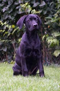 Labrador- Boxer-Weimaraner Welpe