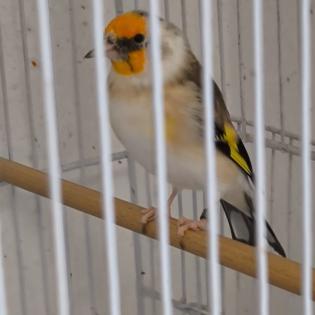 Stieglitz Major Mutation