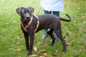 KONGO -  männlich  9 Monate  55 cm  28 kg  Labrador-Mix  Gechipt  Kastriert