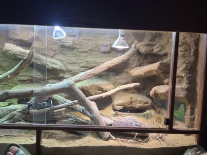 Stachelschwanzwaran (Varanus acanthurus) männlich, ca. 5 Jahre alt