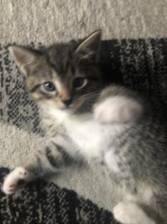 2 Süßen Katzenbabys