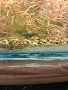 Neocaridina davidi Dark GreenJade  (Süßwasser Garnelen)