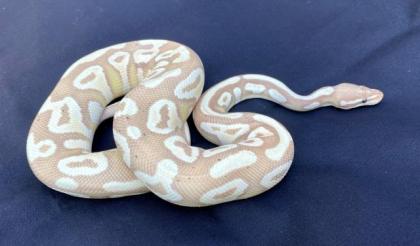 Verkaufe Königspythons aus Nachzuchten 2024/ 2024; Banana, Mojave, etc