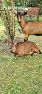 Ziegenbock gesucht