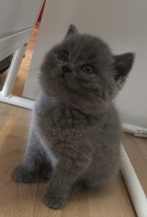 ? Süßer Britisch Kurzhaar Kater sucht ein liebevolles Zuhause ?