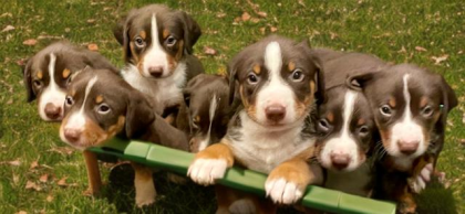 Appenzeller Sennenhunde Welpe Havannabraun Ahnentafel Familienaufzucht
