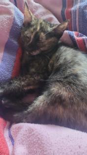 12 Wochen alte Glückskätzchen zur Abgabe bereit