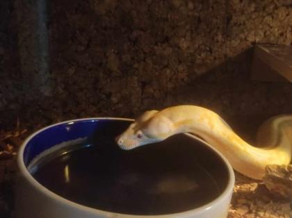 Kaiserboa / Boa Constrictor Imperator / Albino mit Terrarium
