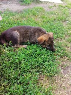 Schäferhundmixwelpen