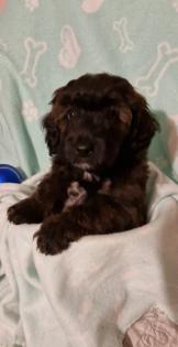 Miniature Aussiedoodle Welpen