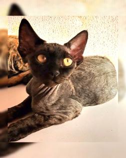 Devon Rex kitten suchen  gute Zuhause