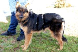 PUSCHINKA -weiblich 4 Jahre 55 cm 22 kg Deutscher Schäferhund Gechipt Kastriert