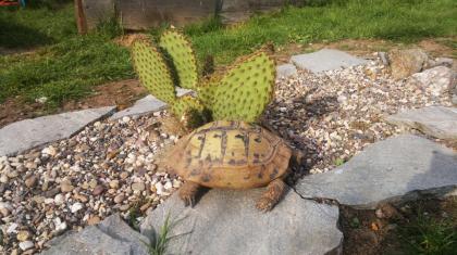 Griechische Landschildkröten, Thb. un Thh. (kleinbleibende Unterart aus dem west