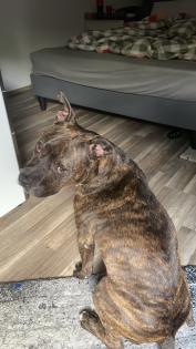 Pit-Staff-Mix sucht dringend neues Zuhause oder Pflegestelle!!