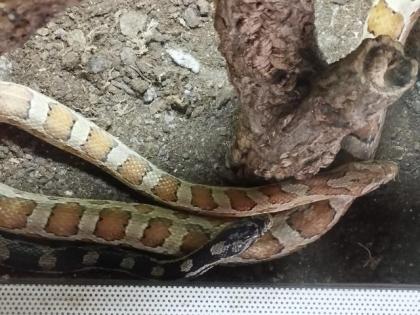 2 Kornnattern mit Terrarium abzugeben