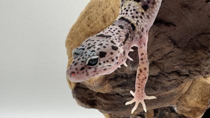 Leopardgecko 1.13.16