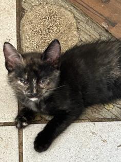 12 Wochen alte Glückskätzchen zur Abgabe bereit