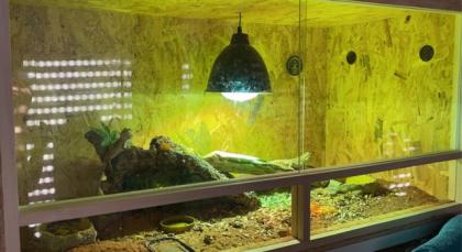 2 Bartagame Jungtiere inkl Terra