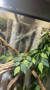 2 Blautaggeckos, 1 Goldstaubgecko
