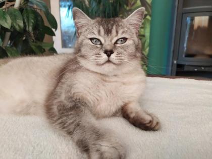 BKH Kitten in weiß 