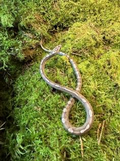 0,1 Anery Caramel Motley