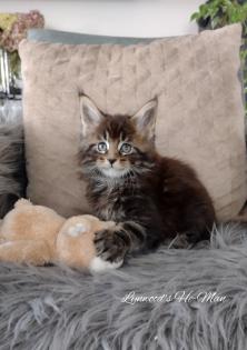 Wunderschöne reinrassige Maine Coon Kitten