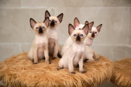 Siamkitten von unserer THAIMAHAL ENGEL in den Farben seal point und chocolate po