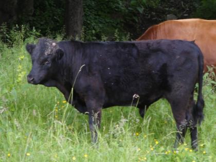 Dexter-Zwergrinder-Färsen und Absetzer zu verkaufen