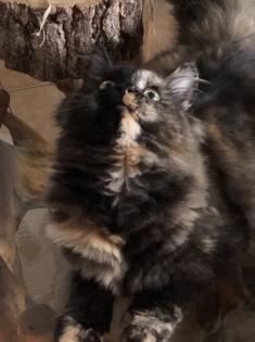 Katze Dori sucht ein liebevolles Zuhause …