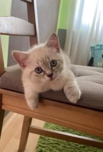 BkH Kitten 