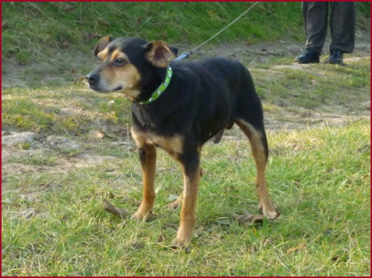 Mischling Pluto (Rüde, kastriert, 10 Jahre / Senior)