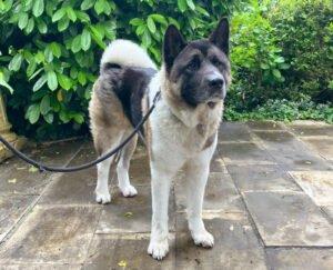 KENDO -  männlich  3 Jahre  69 cm  36 kg  American Akita  Gechipt  Kastriert