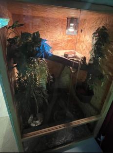 Zwei Kornnattern inkl. Terrarium