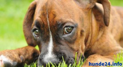 Hundehaftpflicht - Schütze deinen Vierbeiner!