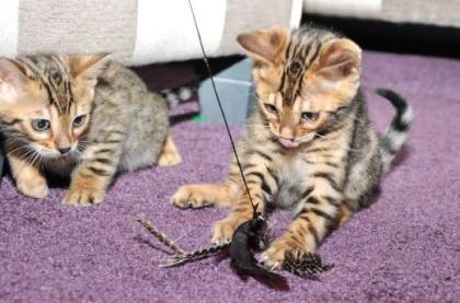 Reinrassige Bengalkitten mit Papieren, 