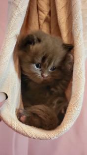 Bkh Kitten in seltener Farben.Stammbaum