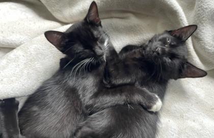 Kitten, Kätzchen, Junge, Waldkatze