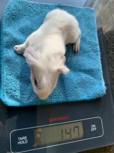 Cuy Riesenmeerschweinchen Böckchen