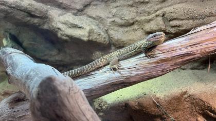 Stachelschwanzwaran (Varanus acanthurus) männlich, ca. 5 Jahre alt