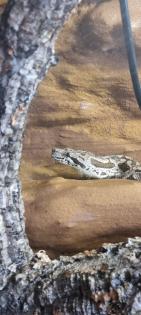 1.0 Südliche Madagaskarboa