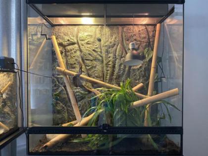 Madagskar Taggeckos mit großem Terrarium sowie kleinem Nachzuchterrarium