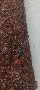 Dinomyrmex gigas Ameisenkönigin