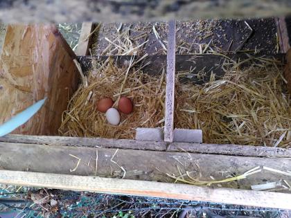 Winterfester Hühnerstall