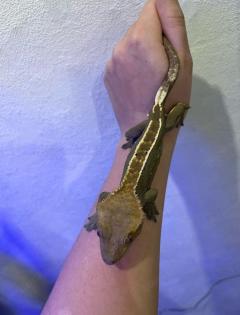Crested Gecko / Kronengecko „Pinstripe“ abzugeben