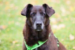 SANA - weiblich  7 Jahre  45 cm  19 kg  Mix  Gechipt  Kastriert