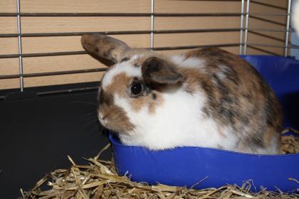 Hase+Häsin 7Monate alt, mit ALLEM Zubehör dringend abzugeben !!!!